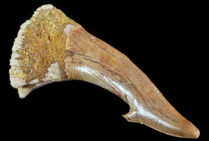 Cretaceous Giant Sawfish (Onchopristis) Rostral Barb #64482